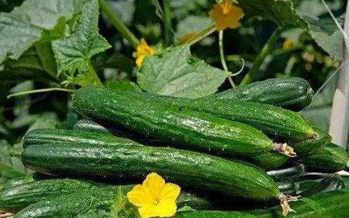 呱呱吃瓜爆料黑料网曝门黑料：娱乐圈的吃瓜文化新现象